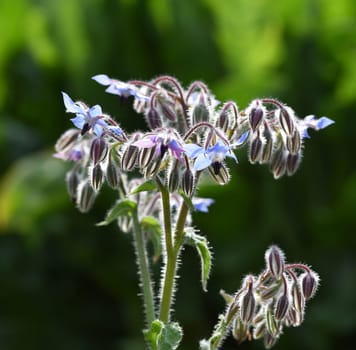 Borage,Borago officinalis,is an important medicinal and medicinal plant. The Kuechenkraut is also used in the Frankfurt Gruene sauce. Borage,Borago officinalis,is an important medicinal and medicinal plant. The herb is also used in the Frankfurt green sauce.