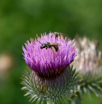 Donkey thistle,Onopordum acanthium,is an important medicinal plant with purple flowers and is widely used in medicine. It is often visited by bees and bumblebees. Donkey thistle,Onopordum acanthium,is an important medicinal plant with purple flowers and is widely used in medicine. She is visited very often by bees and bumblebees.