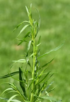 Tarragon,Artemisia dracunculus,is an important medicinal and herbaceous plant. Tarragon,Artemisia Dracunculus,is an important medicinal and herb plant