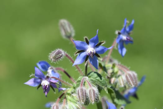Borage,Borago officinalis,is an important medicinal and medicinal plant. The Kuechenkraut is also used in the Frankfurt Gruene sauce. Borage,Borago officinalis,is an important medicinal and medicinal plant. The herb is also used in the Frankfurt green sauce.