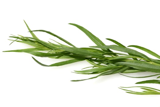 Tarragon,Artemisia dracunculus,is an important medicinal and herbaceous plant. Tarragon,Artemisia Dracunculus,is an important medicinal and herb plant