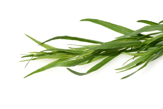 Tarragon,Artemisia dracunculus,is an important medicinal and herbaceous plant. Tarragon,Artemisia Dracunculus,is an important medicinal and herb plant