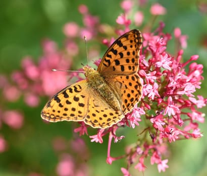 Fritillary butterflies,Speyeria belong to the noble butterflies and are insects with large wings. Fritillary,Speyeria belongs to the noble butterflies and are insects with large wings.