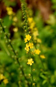 Odermenning,Agrimonia,Eupatoria,is an important medicinal plant with yellow flowers. It is a beautiful perennial plant and is also used in medicine. Odermenning,Agrimonia,Eupatoria,is an important medicinal plant with yellow flowers. It is a beautiful perennial plant and is also used in medicine.