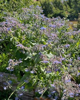 Borage,Borago officinalis,is an important medicinal and medicinal plant. The Kuechenkraut is also used in the Frankfurt Gruene sauce. Borage,Borago officinalis,is an important medicinal and medicinal plant. The herb is also used in the Frankfurt green sauce.