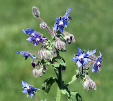 Borage,Borago officinalis,is an important medicinal and medicinal plant. The Kuechenkraut is also used in the Frankfurt Gruene sauce. Borage,Borago officinalis,is an important medicinal and medicinal plant. The herb is also used in the Frankfurt green sauce.
