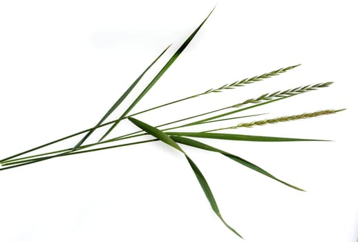Quecke,Agropyron repens is an important medicinal and medicinal plant. Quecke is a grass and weed. Couch,Agropyron repens,is an important medicinal and medicinal plant. Couch grass is a grass and weed.