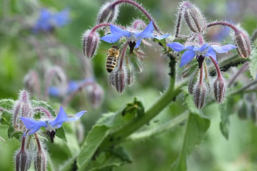 Borage,Borago officinalis,is an important medicinal and medicinal plant. The Kuechenkraut is also used in the Frankfurt Gruene sauce. Borage,Borago officinalis,is an important medicinal and medicinal plant. The herb is also used in the Frankfurt green sauce.