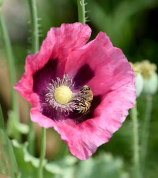 Opium poppy,Papaver somniferum is an intoxicant and a useful and medicinal plant. Opium poppy,Papaver somniferum is an intoxicant and a useful and medicinal plant.