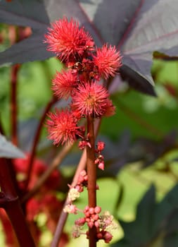 Castor oil,Ricinus communis is a poisonous and medicinal plant with red flowers and poisonous beans. Castor oil,Ricinus communis,is a poisonous and medicinal plant with red flowers and poisonous beans.