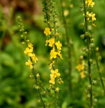 Odermenning,Agrimonia,Eupatoria,is an important medicinal plant with yellow flowers. It is a beautiful perennial plant and is also used in medicine. Odermenning,Agrimonia,Eupatoria,is an important medicinal plant with yellow flowers. It is a beautiful perennial plant and is also used in medicine.