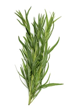 Tarragon,Artemisia dracunculus,is an important medicinal and herbaceous plant. Tarragon,Artemisia Dracunculus,is an important medicinal and herb plant