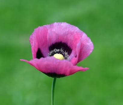 Opium poppy,Papaver somniferum is an intoxicant and a useful and medicinal plant. Opium poppy,Papaver somniferum is an intoxicant and a useful and medicinal plant.