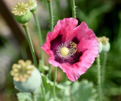 Opium poppy,Papaver somniferum is an intoxicant and a useful and medicinal plant. Opium poppy,Papaver somniferum is an intoxicant and a useful and medicinal plant.