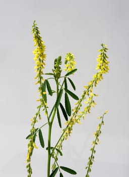 Sweet clover,Melilotus officinalis,is an important medicinal and medicinal plant and with white or yellow flowers. Sweet clover,Melilotus officinalis,is an important medicinal plant and has white or yellow flowers.