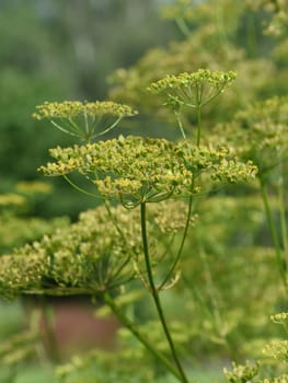 Parsnip,Pastinaca sativa,is an important medicinal,vegetable and medicinal plant. Parsnip,Pastinaca sativa,is an important medicinal,vegetable and medicinal plant.