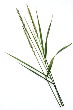 Quecke,Agropyron repens is an important medicinal and medicinal plant. Quecke is a grass and weed. Couch,Agropyron repens,is an important medicinal and medicinal plant. Couch grass is a grass and weed.