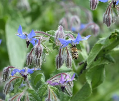 Borage,Borago officinalis,is an important medicinal and medicinal plant. The Kuechenkraut is also used in the Frankfurt Gruene sauce. Borage,Borago officinalis,is an important medicinal and medicinal plant. The herb is also used in the Frankfurt green sauce.