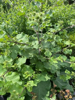 Burdock,large,arctium lappa,is an important medicinal plant with purple flowers and is used in medicine. Big burdock,arctium,lappa,is an important medicinal plant with purple flowers and is used in medicine.