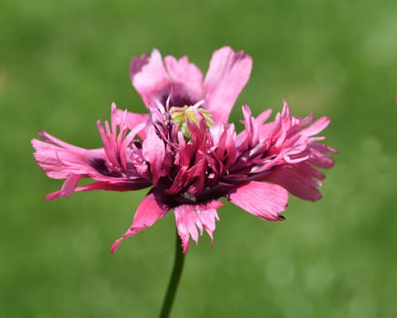 Opium poppy,Papaver somniferum is an intoxicant and a useful and medicinal plant. Opium poppy,Papaver somniferum is an intoxicant and a useful and medicinal plant.