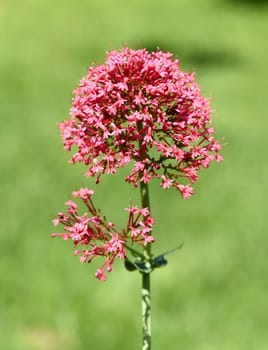 Spur flower,Centranthus ruber is an attractive and insect-loving flower. Spornflower,Centranthus ruber is an attractive and insect-loving flower.