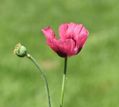 Opium poppy,Papaver somniferum is an intoxicant and a useful and medicinal plant. Opium poppy,Papaver somniferum is an intoxicant and a useful and medicinal plant.