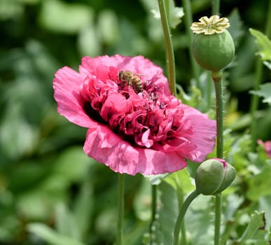 Opium poppy,Papaver somniferum is an intoxicant and a useful and medicinal plant. Opium poppy,Papaver somniferum is an intoxicant and a useful and medicinal plant.