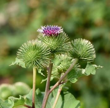 Burdock,large,arctium lappa,is an important medicinal plant with purple flowers and is used in medicine. Big burdock,arctium,lappa,is an important medicinal plant with purple flowers and is used in medicine.