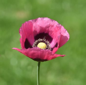 Opium poppy,Papaver somniferum is an intoxicant and a useful and medicinal plant. Opium poppy,Papaver somniferum is an intoxicant and a useful and medicinal plant.