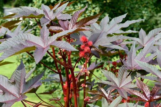 Castor oil,Ricinus communis is a poisonous and medicinal plant with red flowers and poisonous beans. Castor oil,Ricinus communis,is a poisonous and medicinal plant with red flowers and poisonous beans.