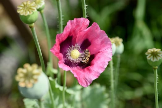 Opium poppy,Papaver somniferum is an intoxicant and a useful and medicinal plant. Opium poppy,Papaver somniferum is an intoxicant and a useful and medicinal plant.