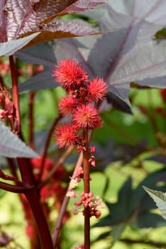 Castor oil,Ricinus communis is a poisonous and medicinal plant with red flowers and poisonous beans. Castor oil,Ricinus communis,is a poisonous and medicinal plant with red flowers and poisonous beans.