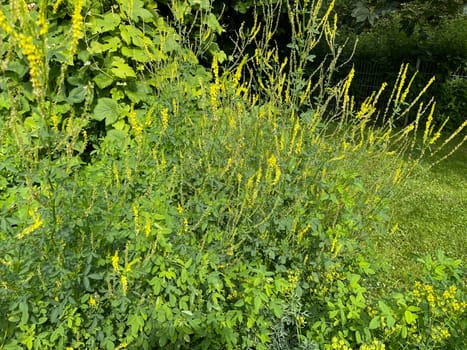 Sweet clover,Melilotus officinalis,is an important medicinal and medicinal plant and with white or yellow flowers. Sweet clover,Melilotus officinalis,is an important medicinal plant and has white or yellow flowers.