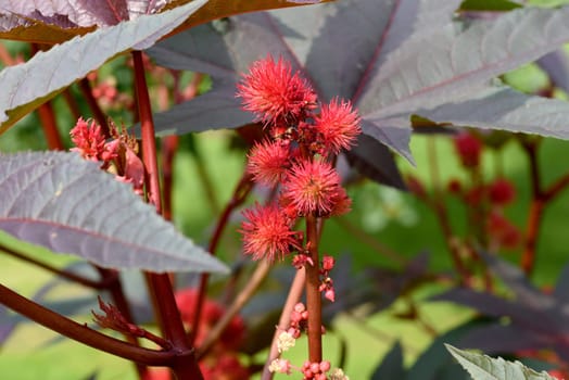 Castor oil,Ricinus communis is a poisonous and medicinal plant with red flowers and poisonous beans. Castor oil,Ricinus communis,is a poisonous and medicinal plant with red flowers and poisonous beans.
