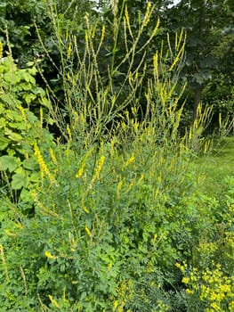 Sweet clover,Melilotus officinalis,is an important medicinal and medicinal plant and with white or yellow flowers. Sweet clover,Melilotus officinalis,is an important medicinal plant and has white or yellow flowers.