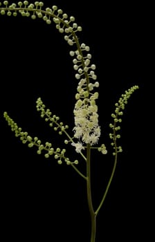 Black cohosh,Cimicifuga racemosa is an important medicinal and medicinal plant. Black cohosh,Cimicifuga racemosa is an important medicinal and medicinal plant.
