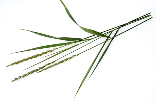 Quecke,Agropyron repens is an important medicinal and medicinal plant. Quecke is a grass and weed. Couch,Agropyron repens,is an important medicinal and medicinal plant. Couch grass is a grass and weed.