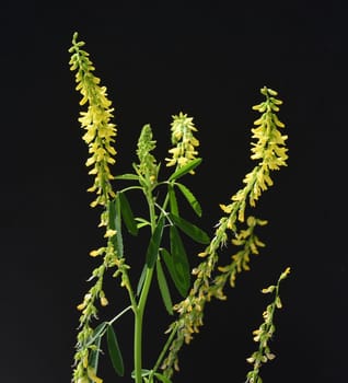 Sweet clover,Melilotus officinalis,is an important medicinal and medicinal plant and with white or yellow flowers. Sweet clover,Melilotus officinalis,is an important medicinal plant and has white or yellow flowers.