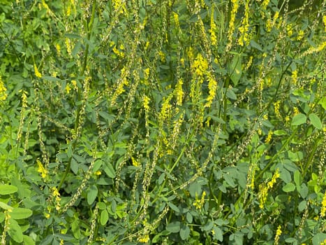 Sweet clover,Melilotus officinalis,is an important medicinal and medicinal plant and with white or yellow flowers. Sweet clover,Melilotus officinalis,is an important medicinal plant and has white or yellow flowers.
