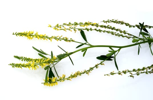 Sweet clover,Melilotus officinalis,is an important medicinal and medicinal plant and with white or yellow flowers. Sweet clover,Melilotus officinalis,is an important medicinal plant and has white or yellow flowers.
