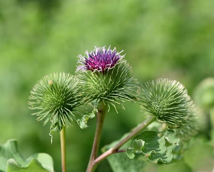 Burdock,large,arctium lappa,is an important medicinal plant with purple flowers and is used in medicine. Big burdock,arctium,lappa,is an important medicinal plant with purple flowers and is used in medicine.