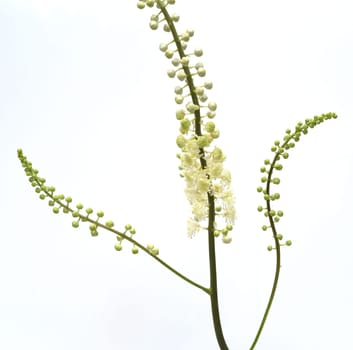 Black cohosh,Cimicifuga racemosa is an important medicinal and medicinal plant. Black cohosh,Cimicifuga racemosa is an important medicinal and medicinal plant.