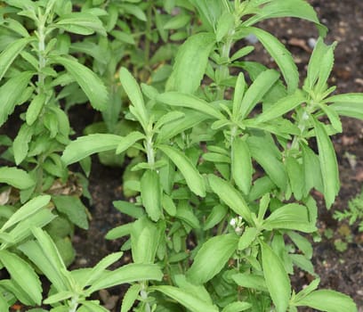 Stevia,rebaudiana,sweet herb,is an important medicinal plant that is also used as a sweet. Stevia,rebaudiana,sweet herb,is an important medicinal plant that is also used as a sweetener.