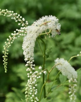 Black cohosh,Cimicifuga racemosa is an important medicinal and medicinal plant. Black cohosh,Cimicifuga racemosa is an important medicinal and medicinal plant.