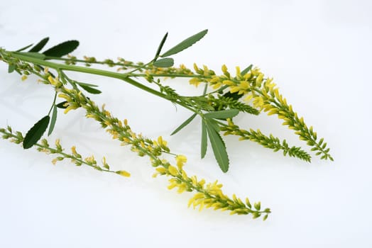 Sweet clover,Melilotus officinalis,is an important medicinal and medicinal plant and with white or yellow flowers. Sweet clover,Melilotus officinalis,is an important medicinal plant and has white or yellow flowers.
