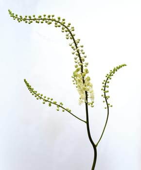 Black cohosh,Cimicifuga racemosa is an important medicinal and medicinal plant. Black cohosh,Cimicifuga racemosa is an important medicinal and medicinal plant.