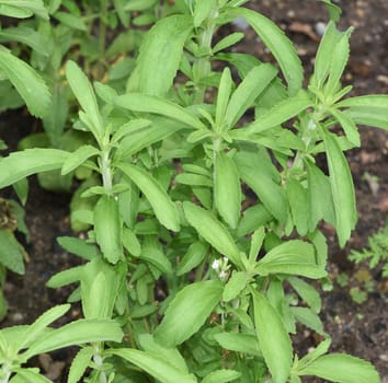 Stevia,rebaudiana,sweet herb,is an important medicinal plant that is also used as a sweet. Stevia,rebaudiana,sweet herb,is an important medicinal plant that is also used as a sweetener.