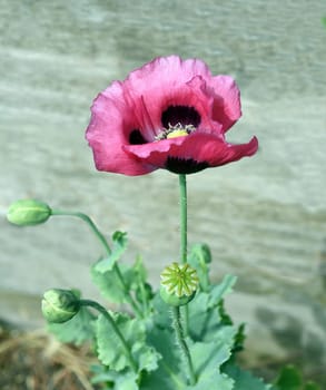 Opium poppy,Papaver somniferum is an intoxicant and a useful and medicinal plant. Opium poppy,Papaver somniferum is an intoxicant and a useful and medicinal plant.