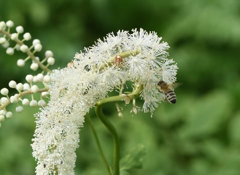 Black cohosh,Cimicifuga racemosa is an important medicinal and medicinal plant. Black cohosh,Cimicifuga racemosa is an important medicinal and medicinal plant.