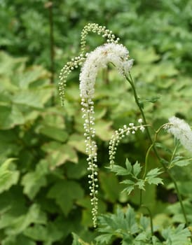 Black cohosh,Cimicifuga racemosa is an important medicinal and medicinal plant. Black cohosh,Cimicifuga racemosa is an important medicinal and medicinal plant.
